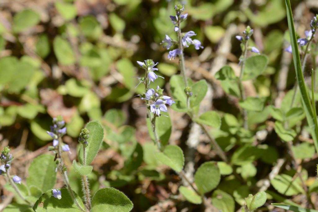 Veronica officinalis